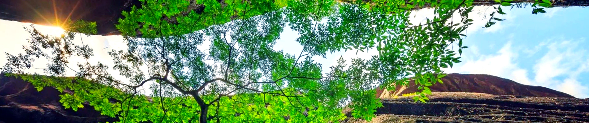Chips de taro de protección del medio ambiente