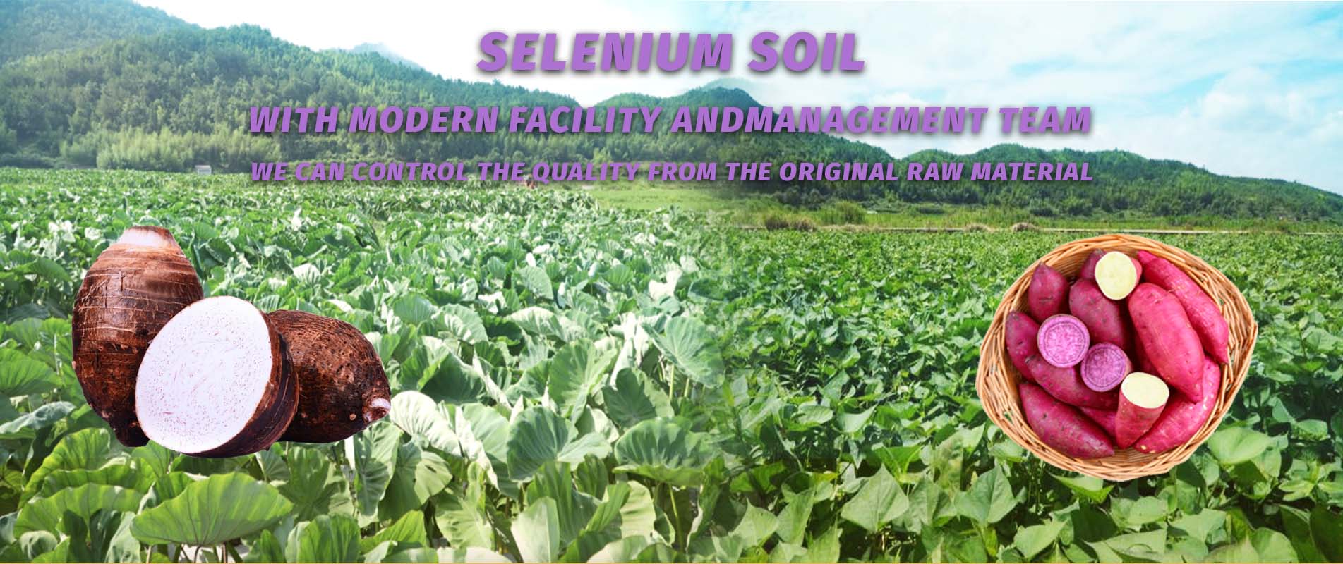 Granja de productos de patata