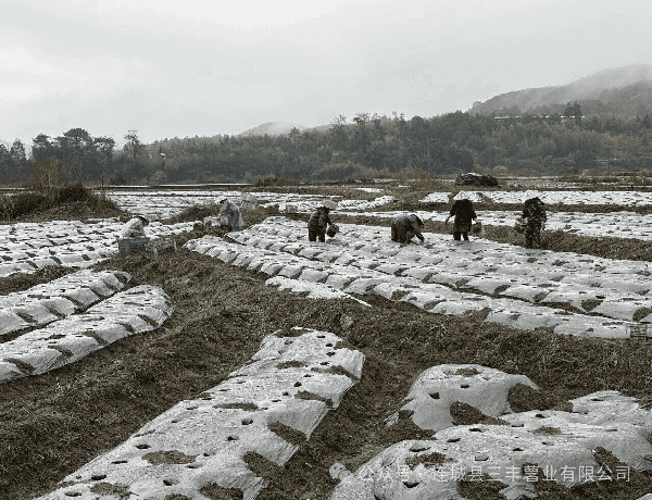 Una ligera lluvia humedece los campos, y es la época de mayor actividad para la siembra de taro.
