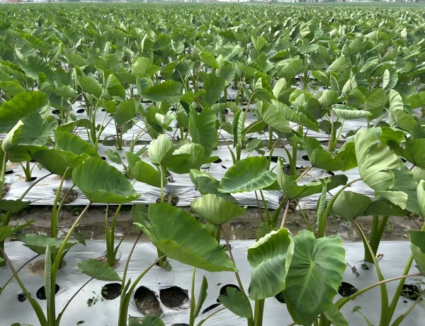 Gracias al buen tiempo, los cultivos de taro en Fujian están prosperando al absorber los nutrientes naturales.