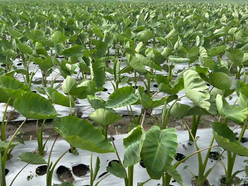 taro plant