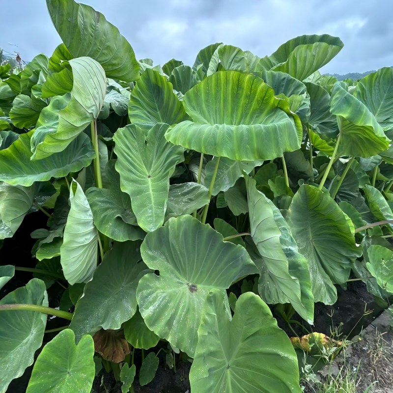 Campos de taro frescos tras la lluvia, artesanía destinada a los mercados globales.